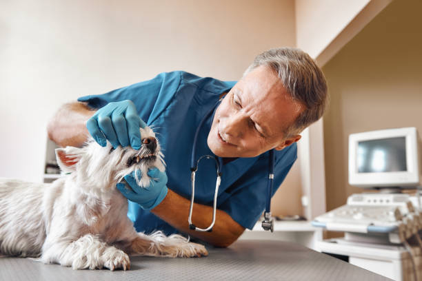 Best Emergency Treatment for Dental Infections or Abscesses in Vine Hill, CA